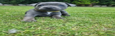 Staffordshire Bull Terrier 4