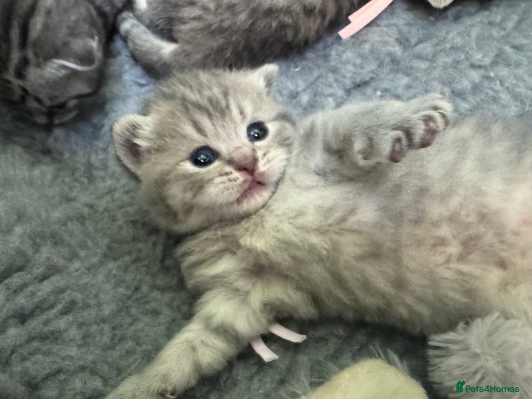 Scottish Fold cats for sale: Scottish fold/ Scottish striaght BSH kittens  - Image 14