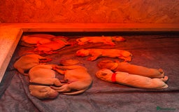 Labrador Retriever dogs for sale: Labrador puppy for Christmas? Dog for life - Image 3