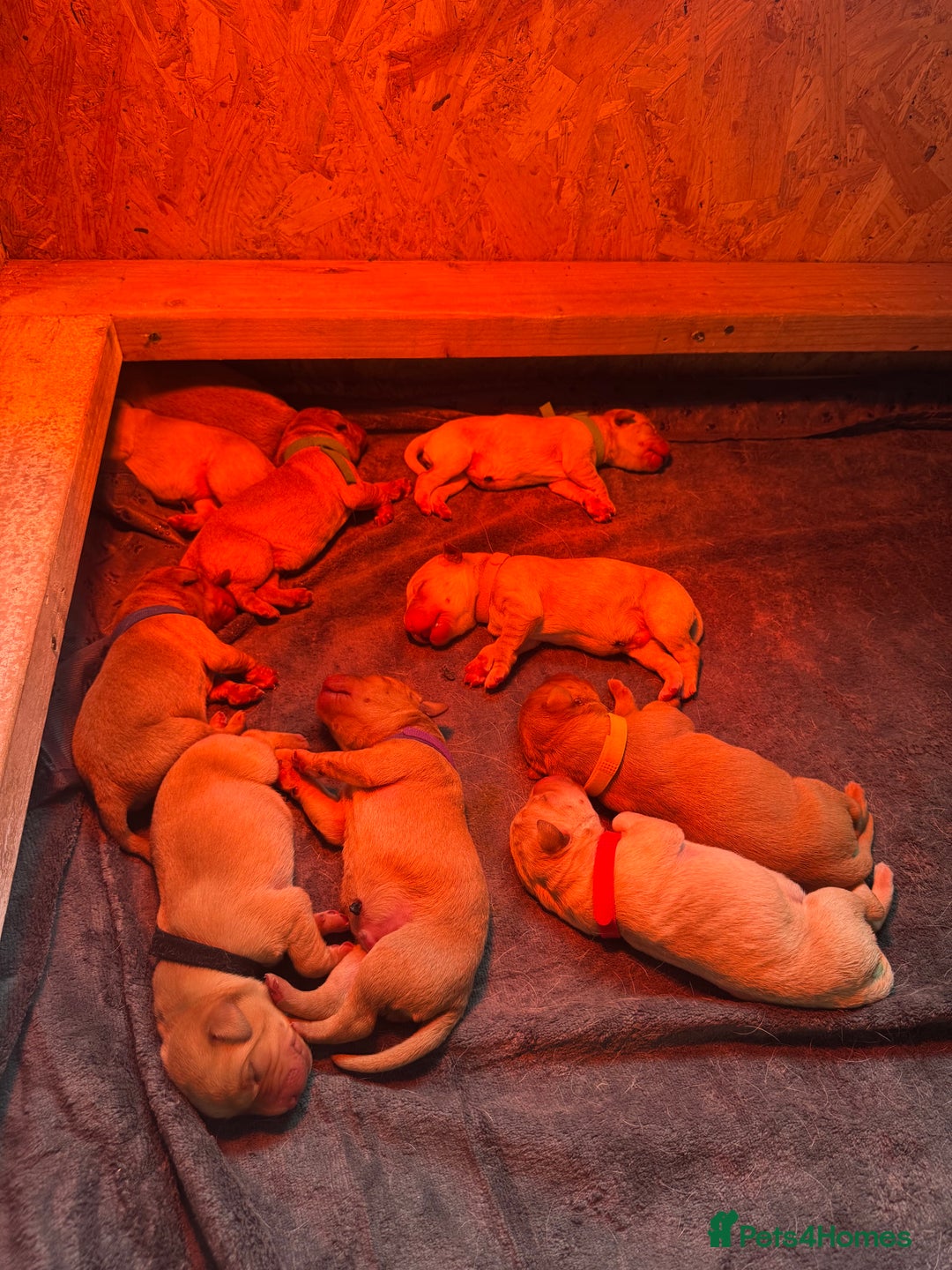 Labrador Retriever dogs for sale: Labrador puppy for Christmas? Dog for life - Image 3