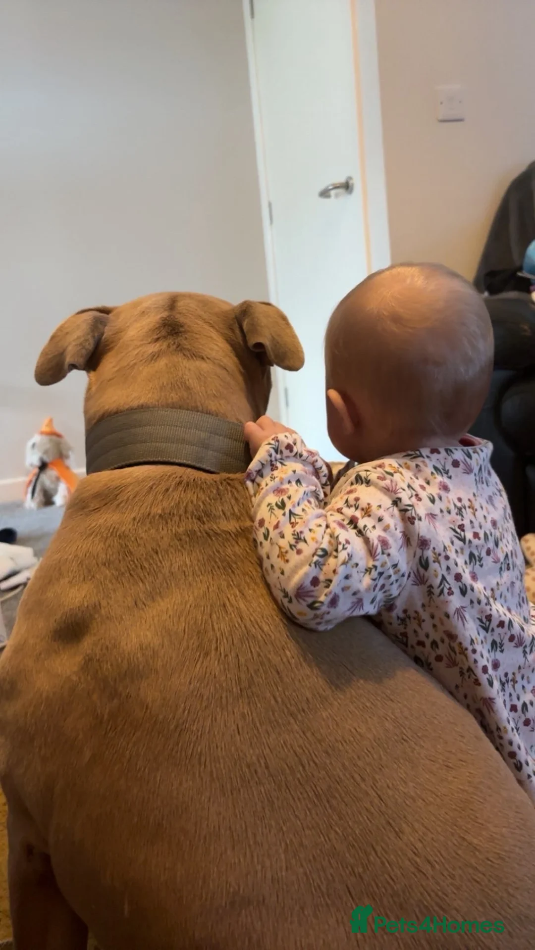 Staffordshire Bull Terrier dogs for sale: Male Staffordshire bull terrier  - Advert 2