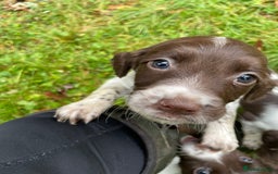 English Springer Spaniel dogs for sale: Springer spaniel pups  - Image 6