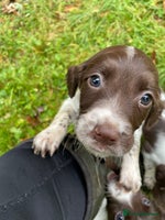 English Springer Spaniel dogs - Advert 10