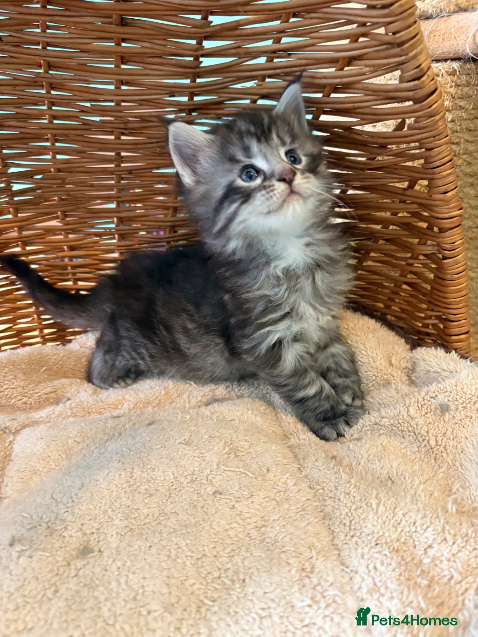 Maine Coon cats Tica registered mainecoon kittens 6 kittens  - Advert 2
