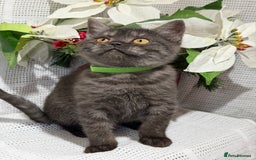 British Shorthair cats for sale: Adorable British shorthair kittens TICA - Image 10