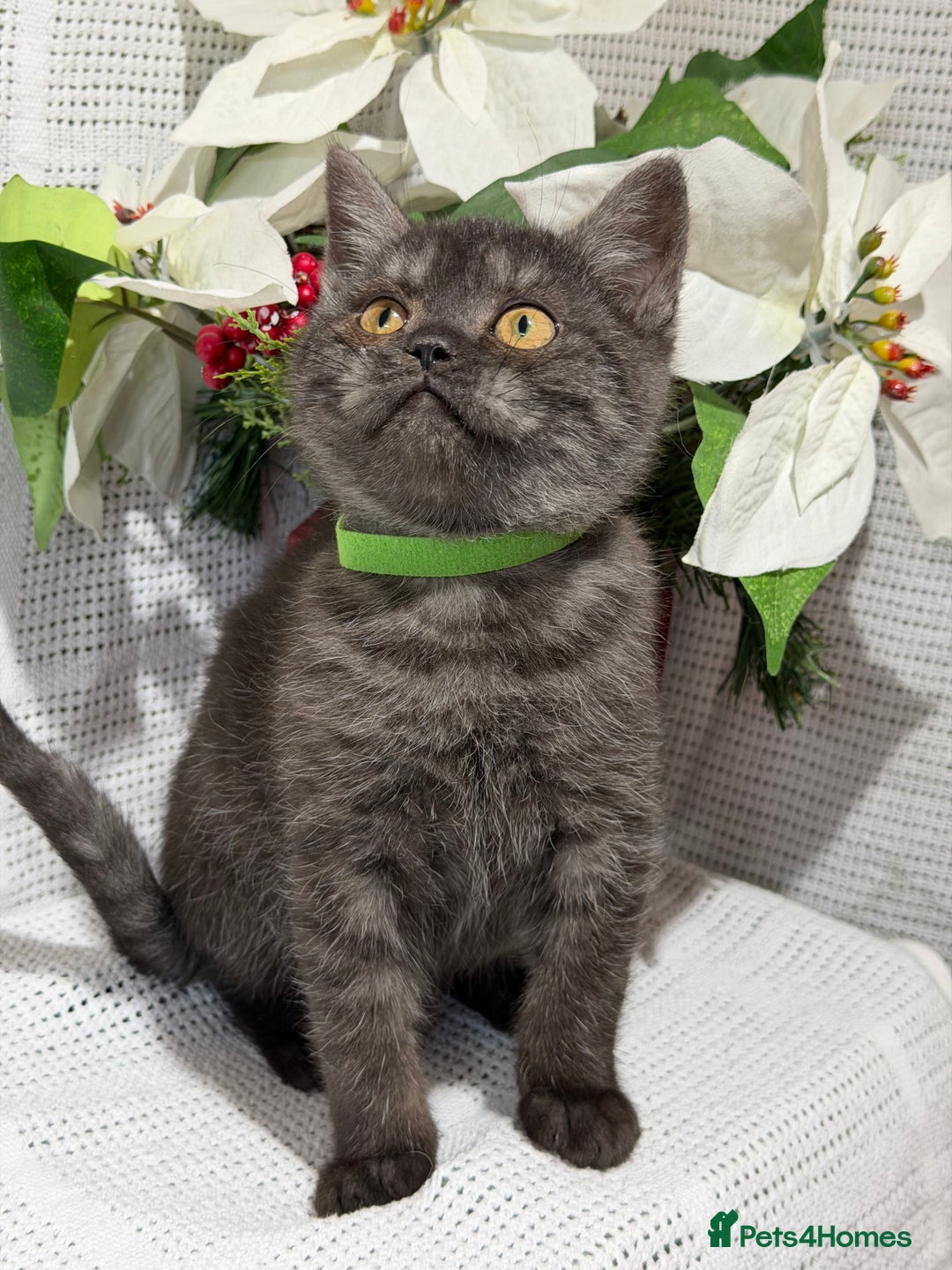 British Shorthair cats for sale: Adorable British shorthair kittens TICA - Image 10