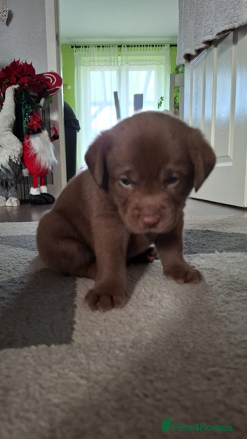 Labrador Retriever dogs Outstanding labrador retriever girl - Advert 13