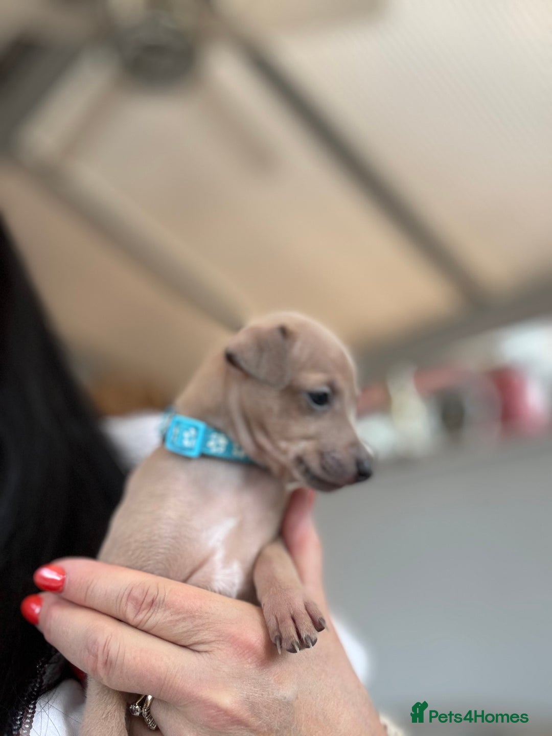 Italian Greyhound dogs for sale: Beautiful Italian Greyhound puppies - Image 18