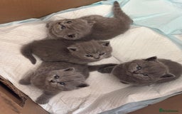 British Shorthair cats for sale: GCCF BSH Kittens pet homes only  - Image 11