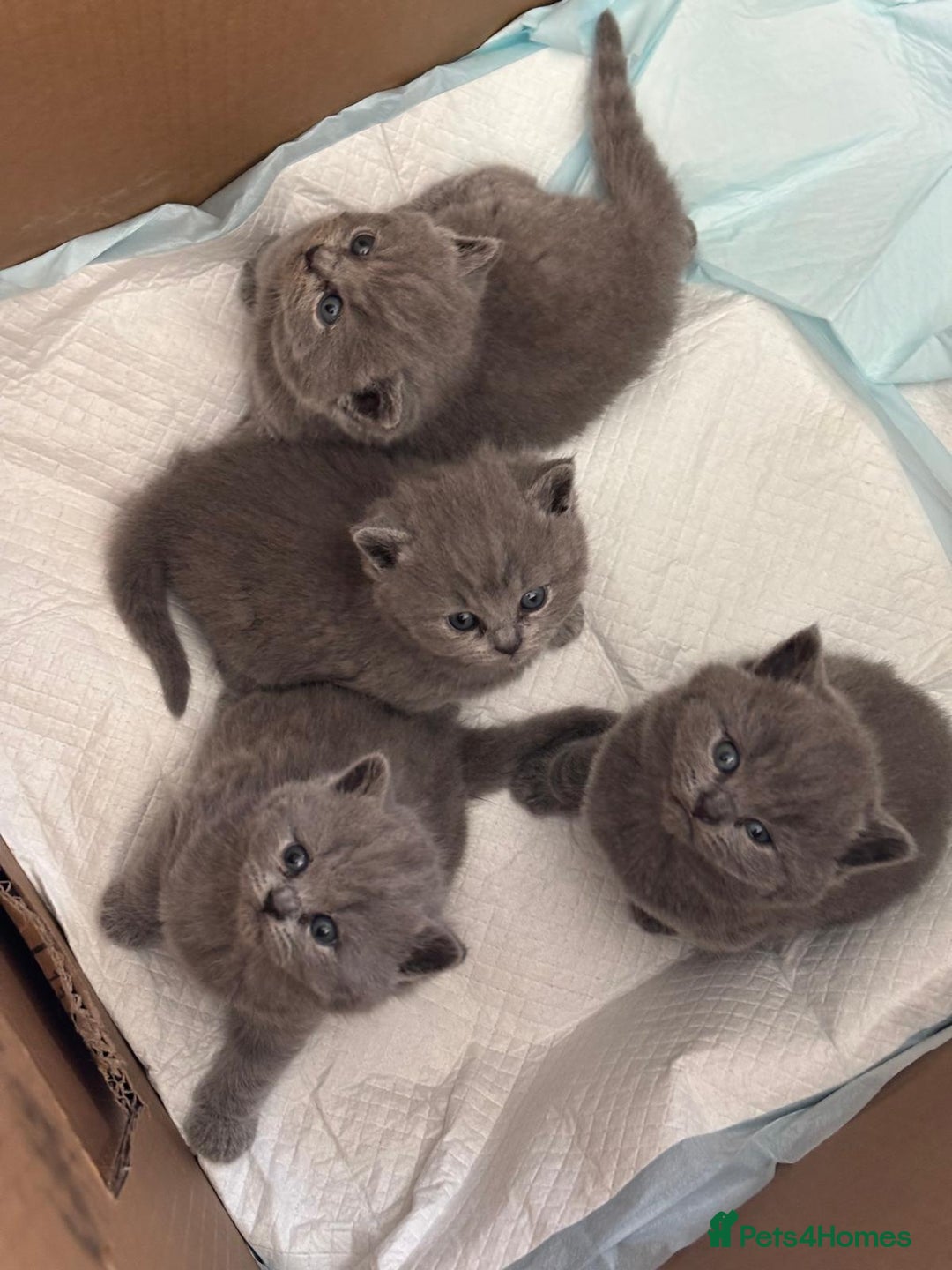 British Shorthair cats for sale: GCCF BSH Kittens pet homes only  - Image 11