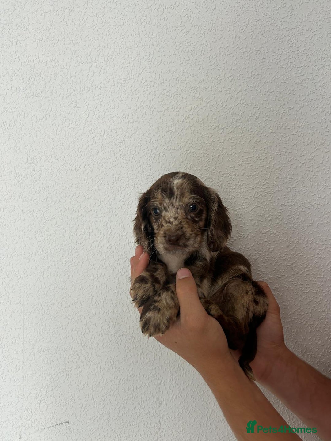 Cocker Spaniel dogs for sale: Cocker spaniel puppies - Image 7