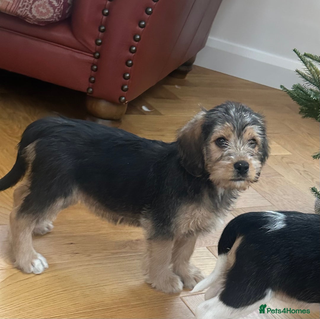 Mixed Breed dogs for sale: Beautiful Beagle X Cavapoo Puppies.  - Advert 4