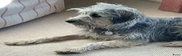 Mixed Breed dogs for adoption: Meet Martha, currently residing in Kent in Tonbridge - Advert 4