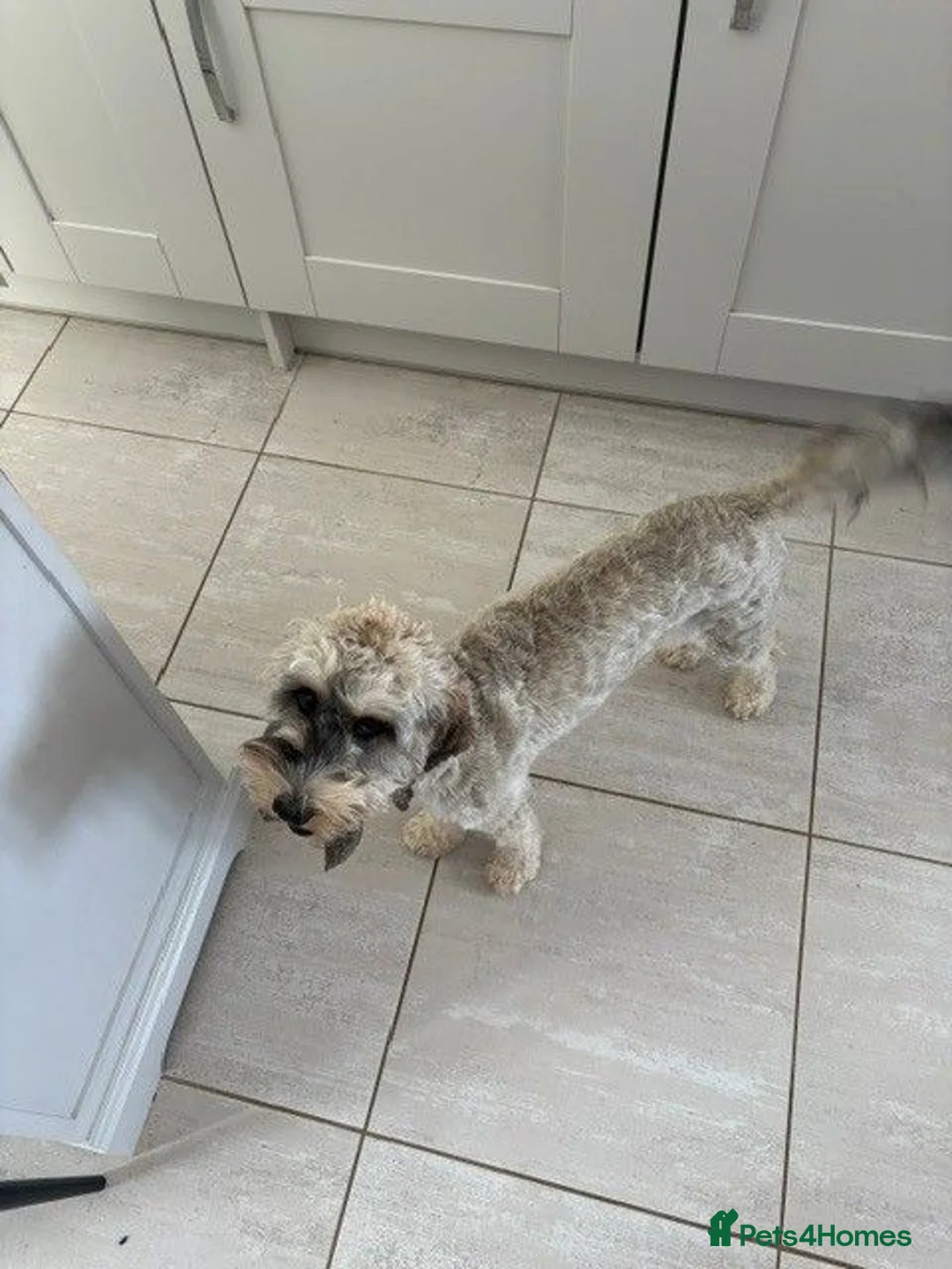 Cockapoo dogs for sale: 10 Month Old Female Black Sabre Cockapoo - Advert 2