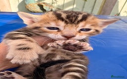 Keetso cats for sale: Stunning golden keetsos  - Image 26