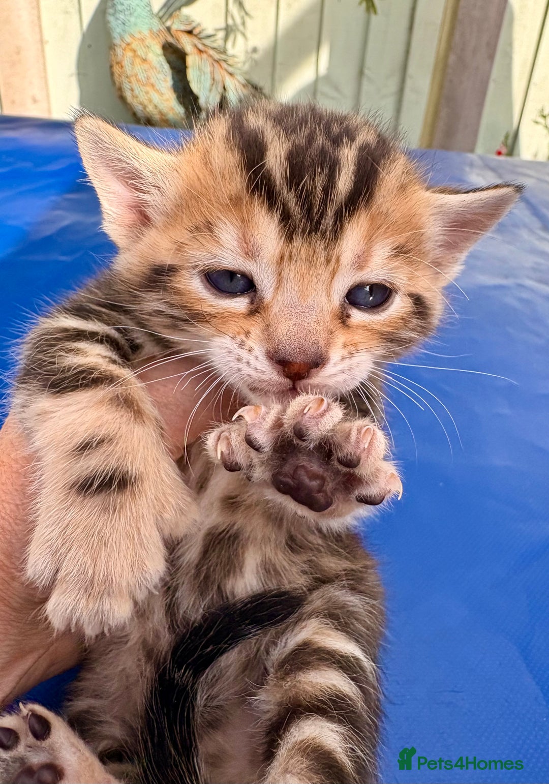 Keetso cats for sale: Stunning golden keetsos  - Image 26