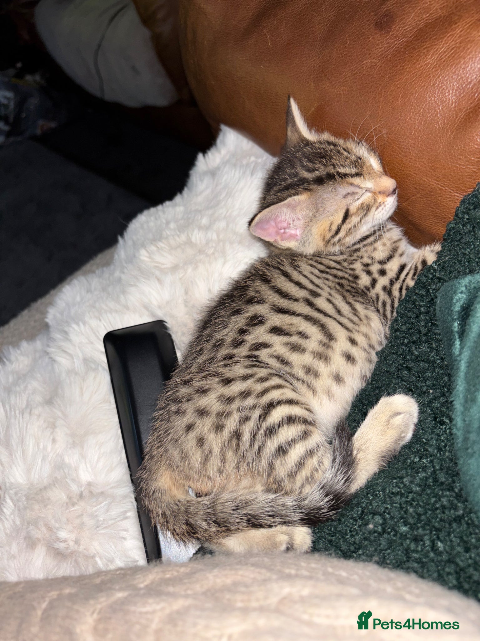 Bengal cats Bengal x kittens  - Advert 1