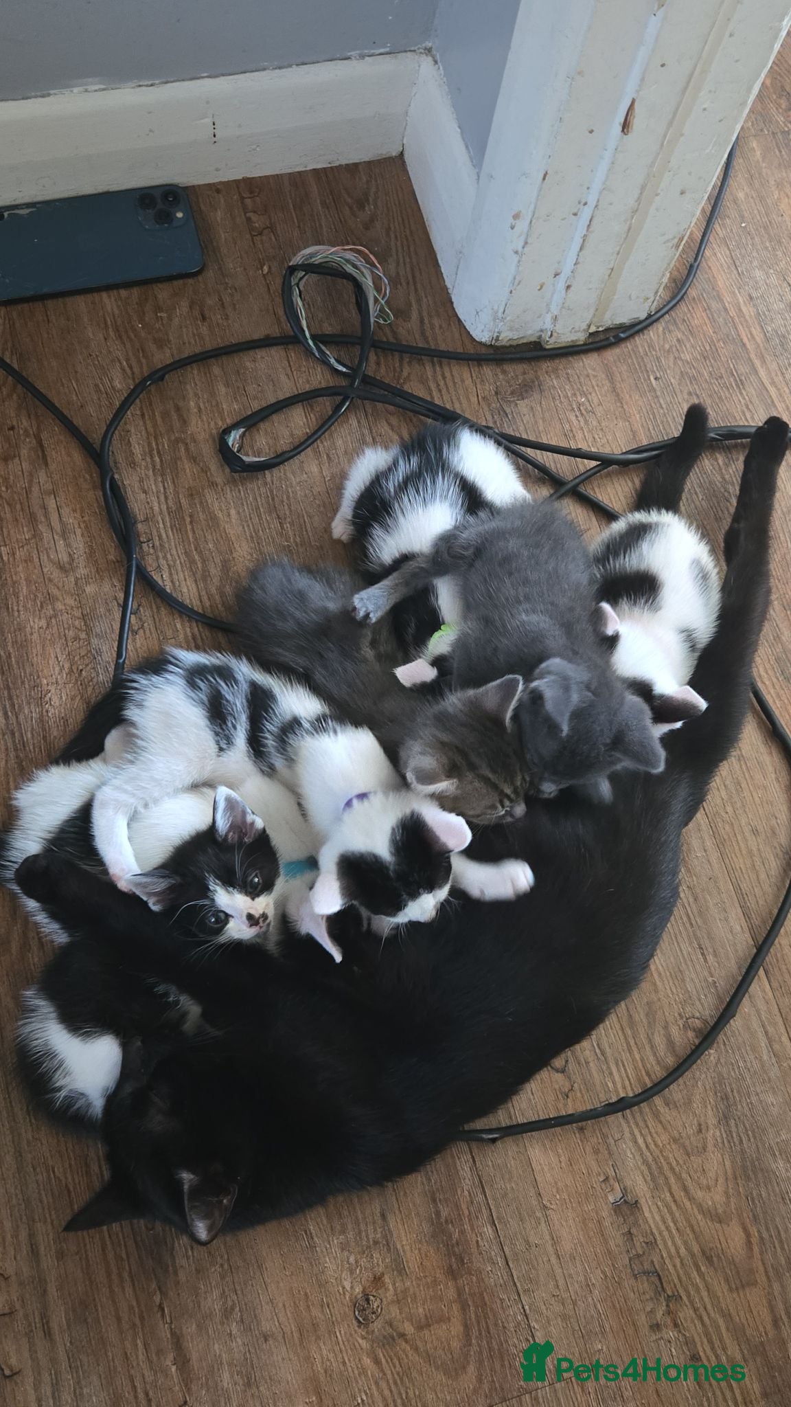 Mixed Breed cats 5xKittens🐈‍⬛️🐈 - Advert 4
