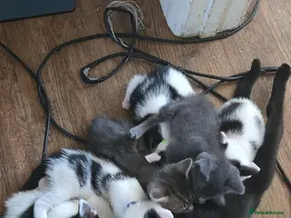 Mixed Breed cats 5xKittens🐈⬛️🐈 - Advert 4