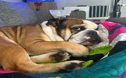 English Bulldog dogs for stud: English Bulldog Stud - Image 3