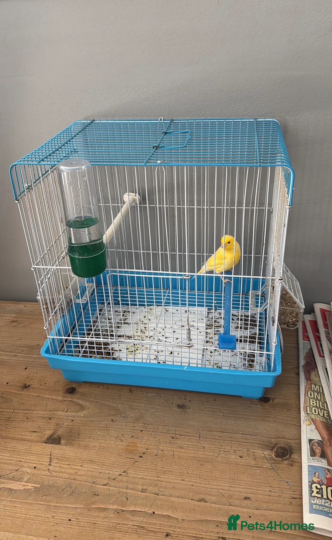 Canaries birds for sale: Canary up for adoption  - Advert 1