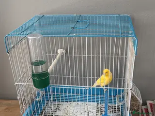 Canaries birds Canary up for adoption - Advert 1