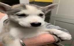 Utonagan dogs for sale: Husky x malamute  - Image 19