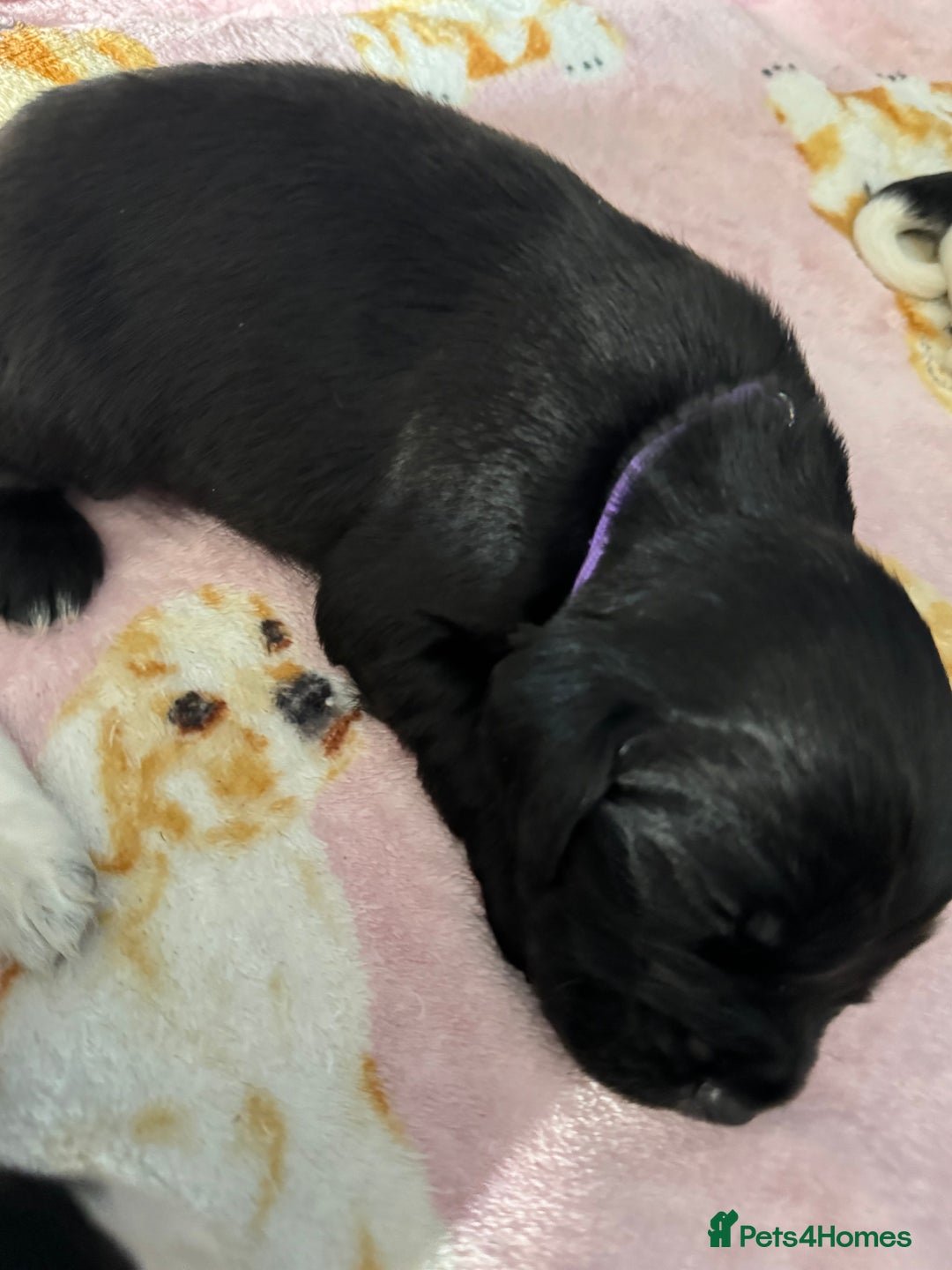 Sprocker dogs for sale: Beautiful Sprocker spaniel puppies ALL GIRLS - Image 2