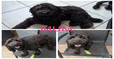 Cockapoo dogs F2b cockapoo Puppies (all females) - Advert 8