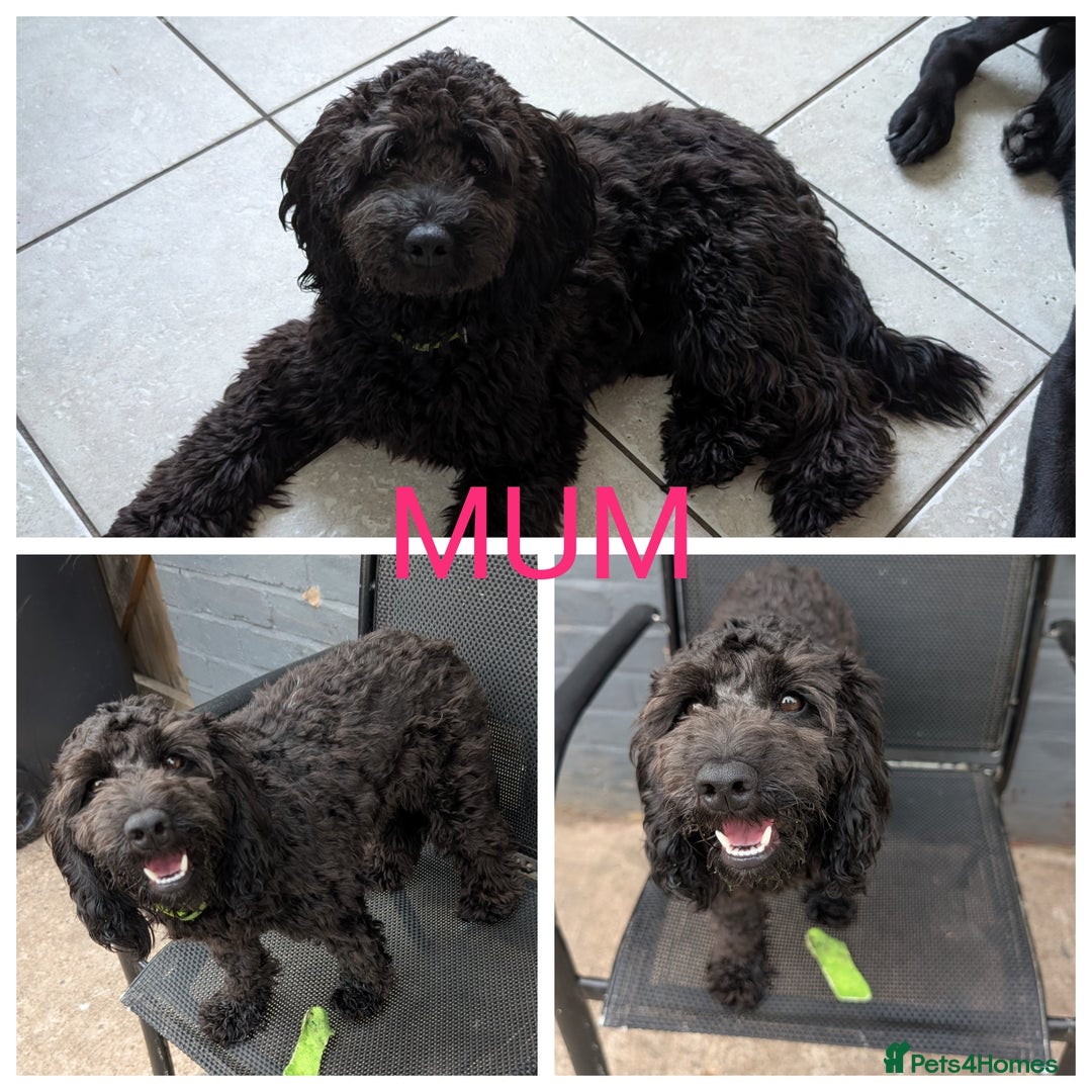 Cockapoo dogs for sale: F2b cockapoo Puppies (all females) - Image 13