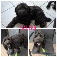 Cockapoo dogs F2b cockapoo Puppies (all females) - Advert 8