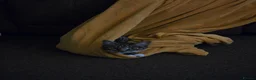 Mixed Breed cats for sale: Bengal cross kittens  - Advert 7