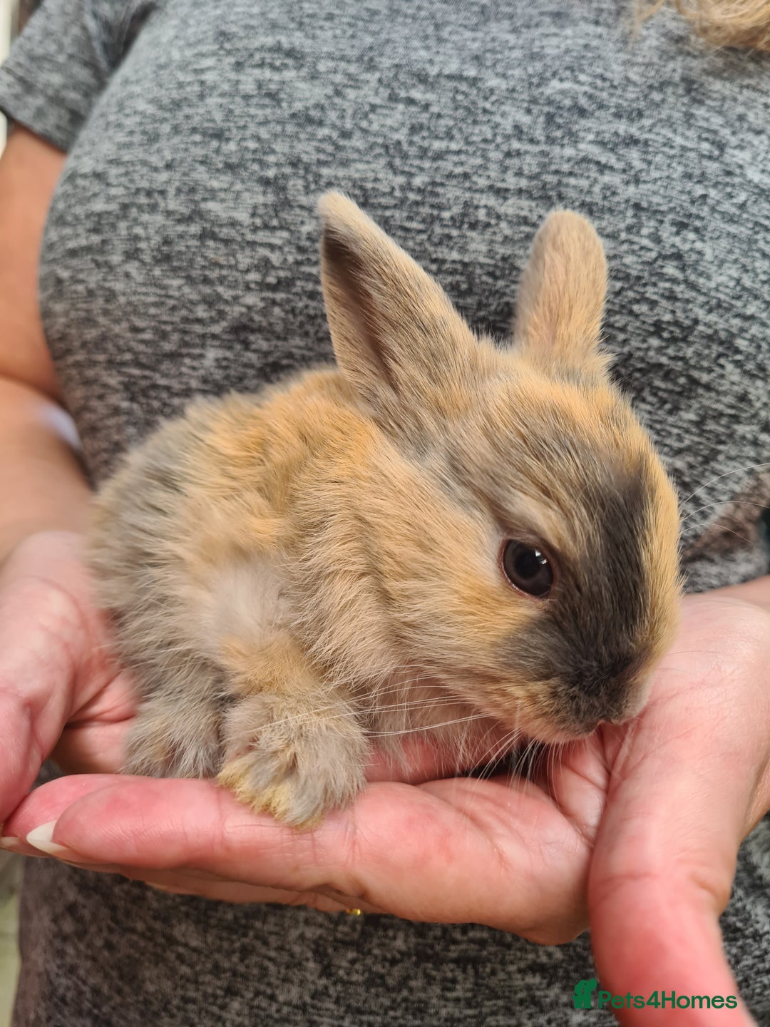Lionhead rabbits for sale: Lionhead x Lop Baby Bunnies - Image 6