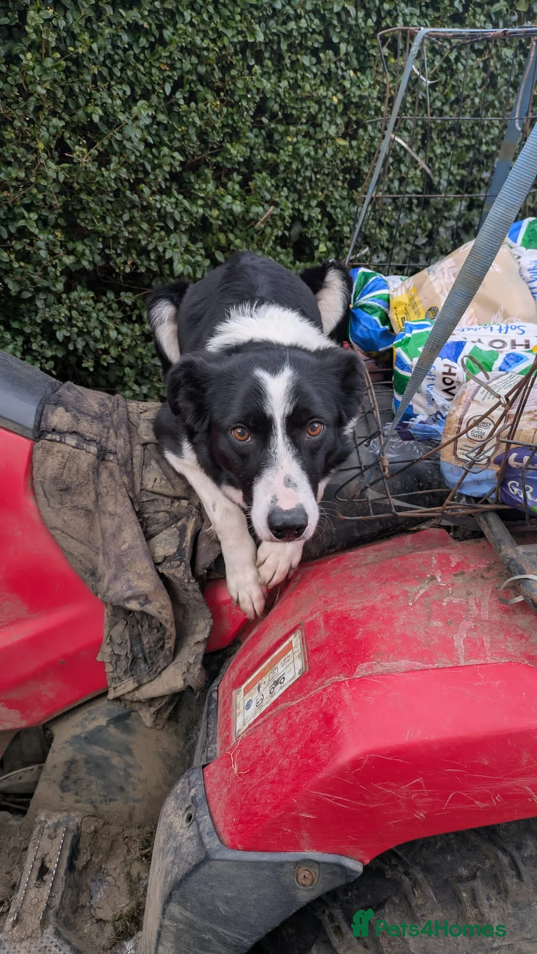 Border Collie dogs for sale: Working bloodline Blue merle pup - Advert 5