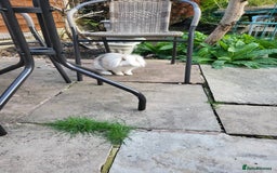 Mini Lop rabbits for sale: Friendly minilops father and son - Image 4