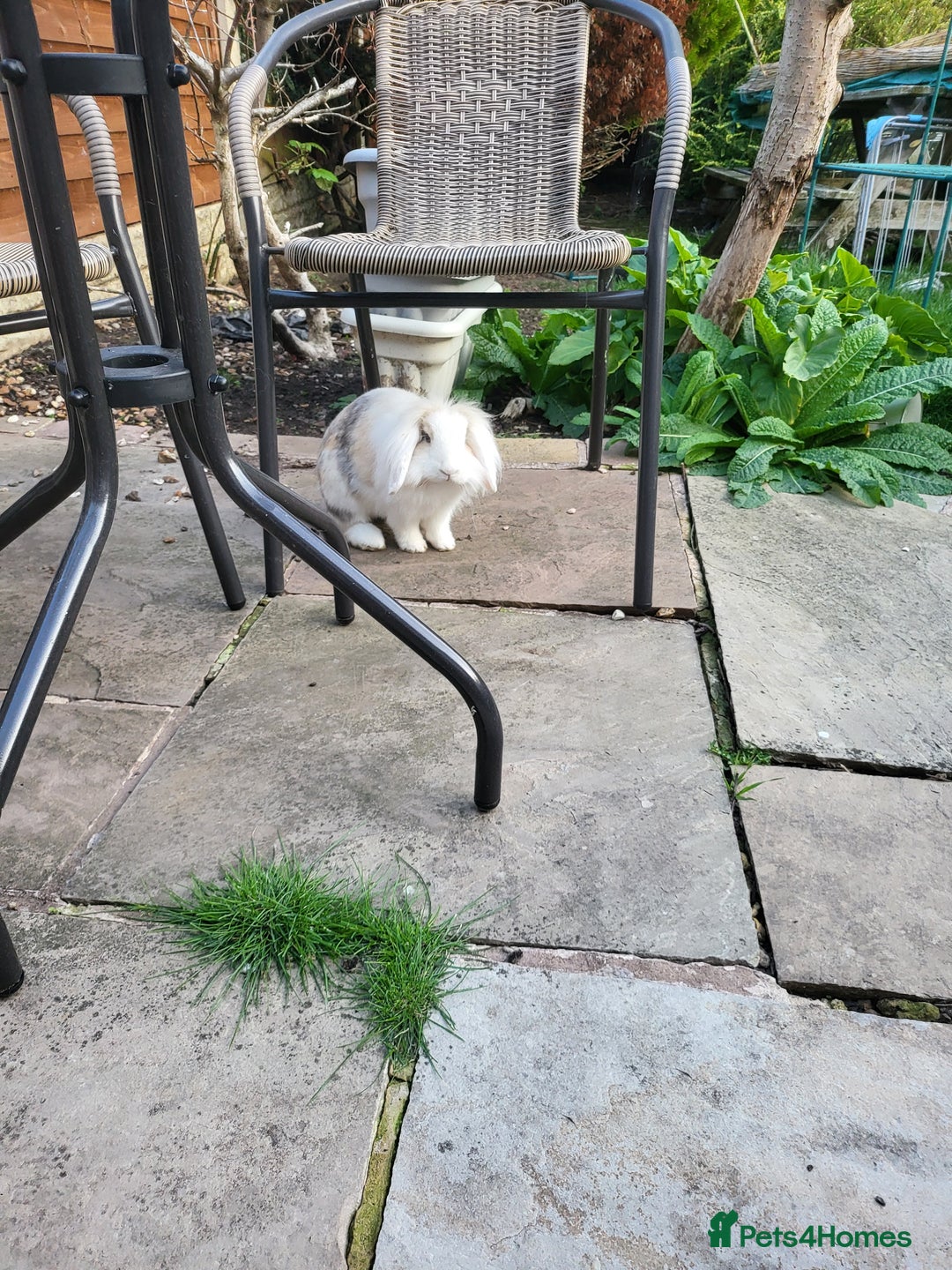 Mini Lop rabbits for sale: Friendly minilops father and son - Image 4