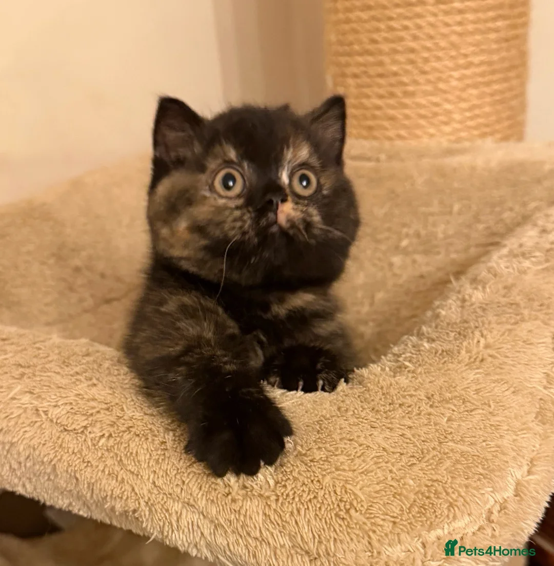 British Shorthair cats for sale: British Shorthair / British Longhair kittens - Advert 1