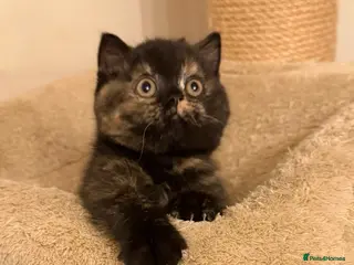 British Shorthair cats British Shorthair / British Longhair kittens - Advert 1