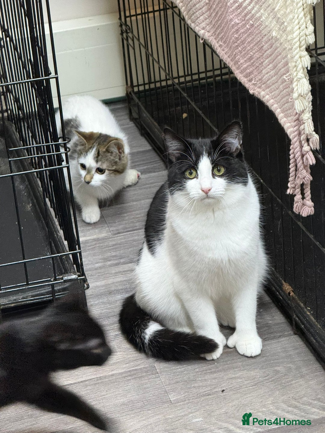 Mixed Breed cats for sale: Rare Polydactyl Boy and Sister - Advert 2