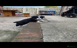 Border Collie dogs for sale: Border collie puppies  - Image 11