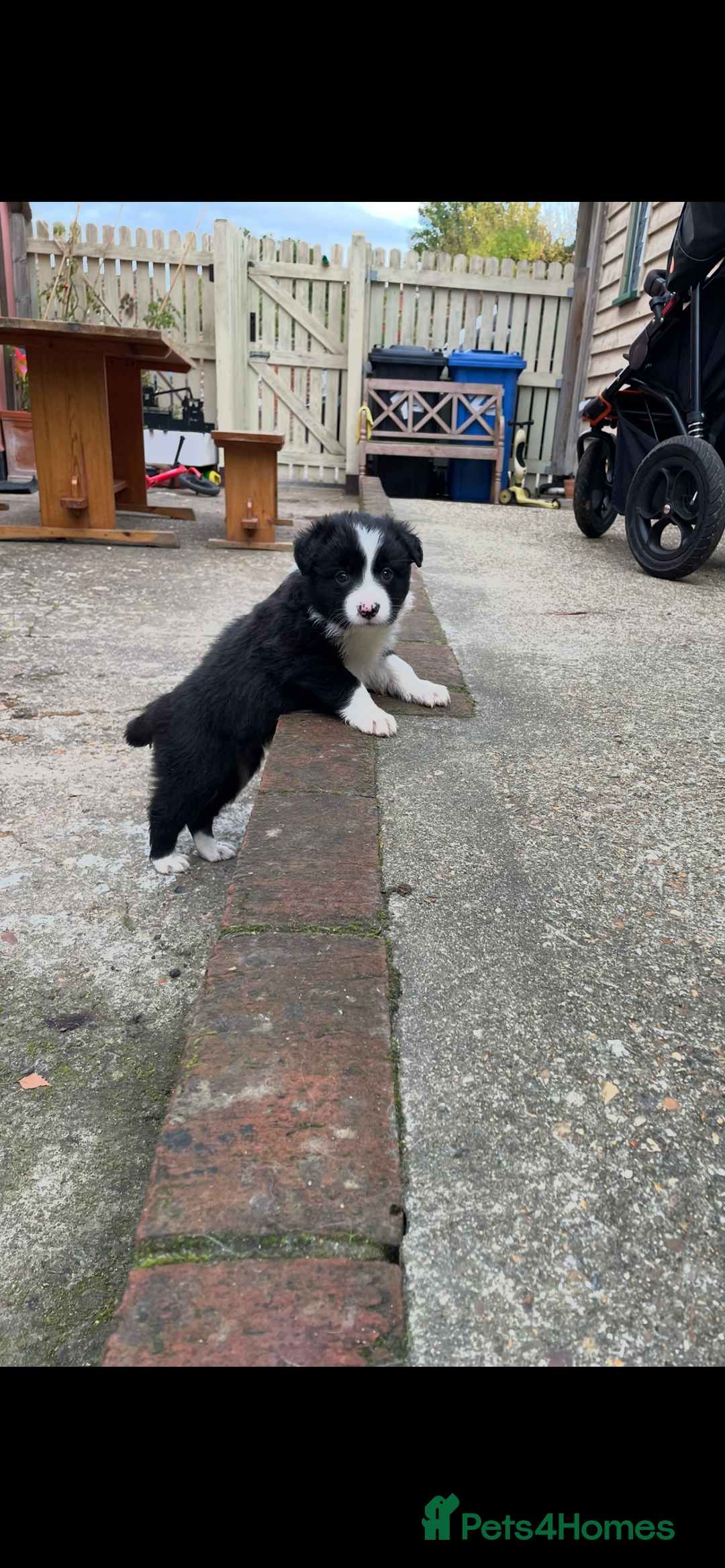 Border Collie dogs for sale: Border collie puppies  - Image 11