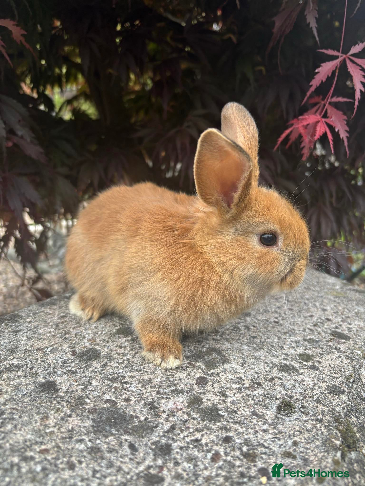Mixed Breed rabbits 2 mini lop cross rabbits - 1 female 1 male - Advert 1