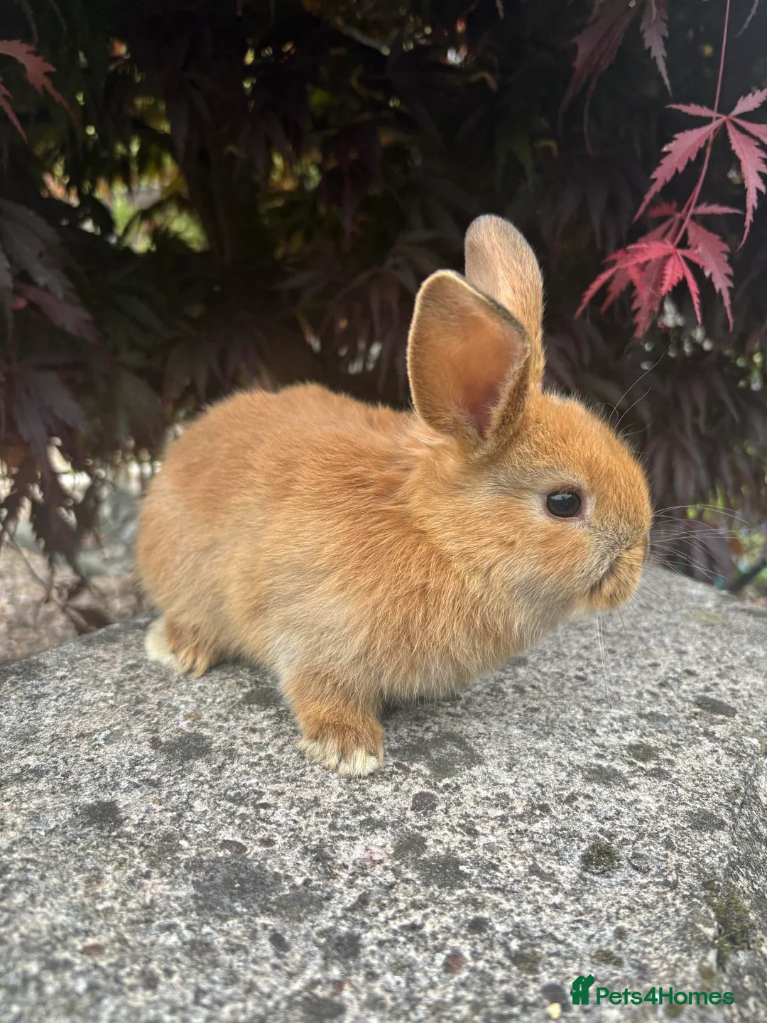 Mixed Breed rabbits for sale: 2 mini lop cross rabbits - 1 female 1 male - Advert 1