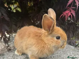 Mixed Breed rabbits 2 mini lop cross rabbits - 1 female 1 male - Advert 1