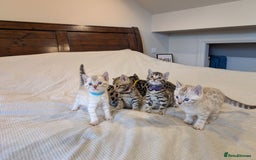 Bengal cats for sale: 🖤🤎 Gorgeous Bengal Kittens 🤎🖤 - Image 30