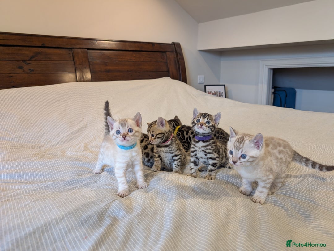Bengal cats for sale: 🖤🤎 Gorgeous Bengal Kittens 🤎🖤 - Image 30