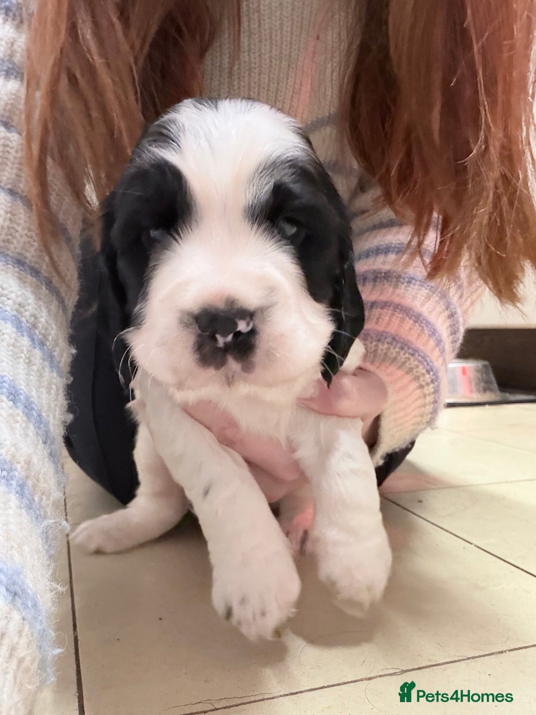 Sprocker dogs for sale:  Sprocker Spaniel puppies for sale - Advert 7