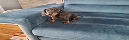 Miniature Dachshund dogs for sale: Mini dachshund short hair  stunning 4 puppies - Advert 11