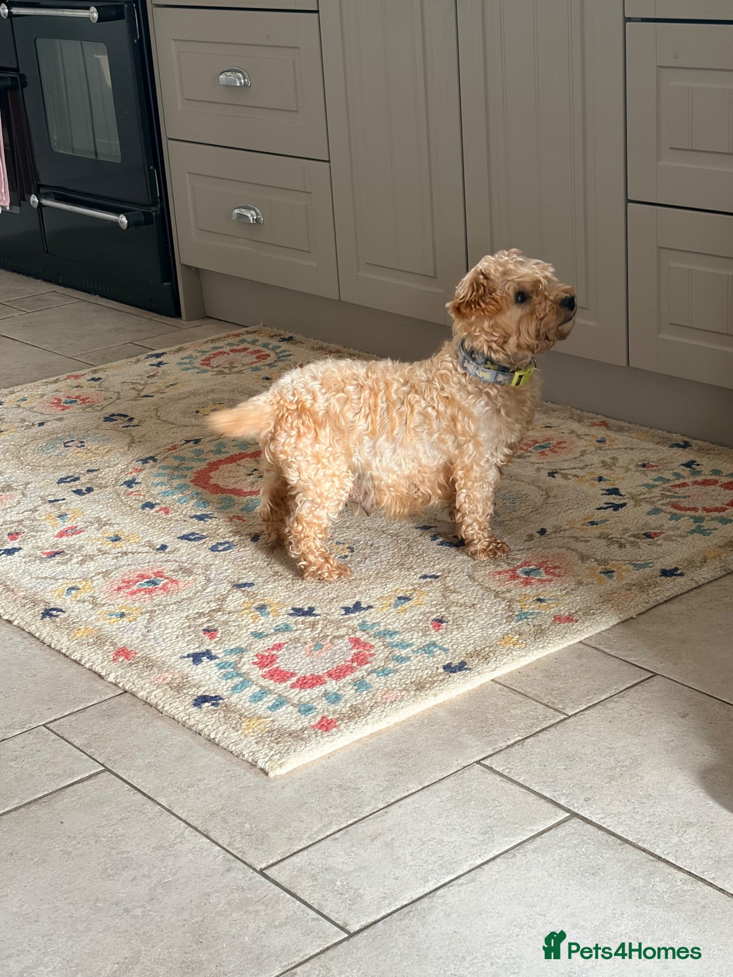 Mixed Breed dogs Beautiful Westiepoo Puppies - Advert 1