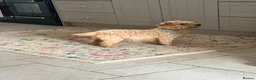 Mixed Breed dogs for sale: Beautiful Westiepoo Puppies - Advert 1